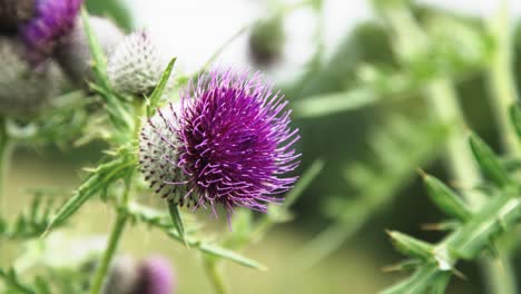 primer plano de una flor de cardo púrpura brillante en un campo de verano ventoso 4k