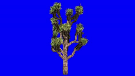 árbol de josué en 3d con efecto viento en pantalla azul animación en 3d