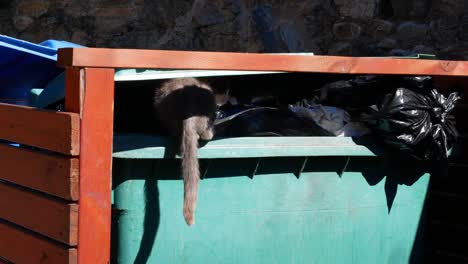 Feral-cat-searching-for-food-in-a-dumpster