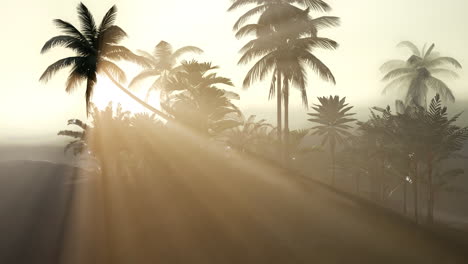 Coco-palm-trees-tropical-landscape