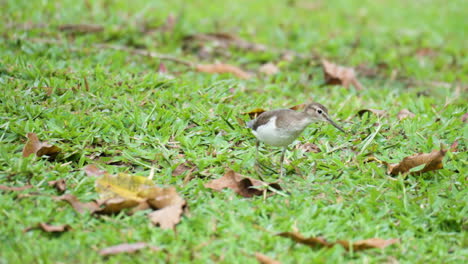 common sandpiper  wader bird forages on grassy lawn