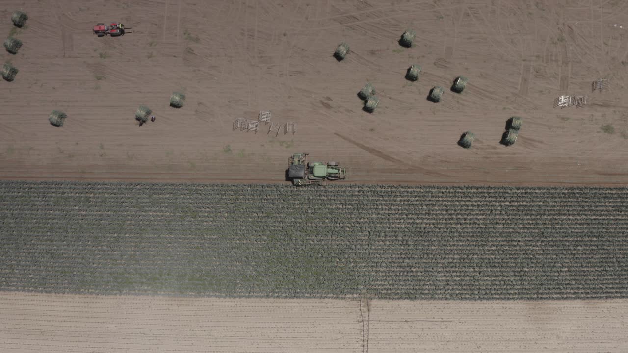 Raccolta di cipolle in un campo