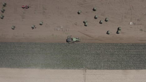 onion harvest in a field