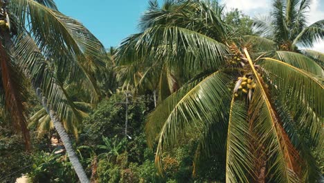 Aerial-flight-up-above-tropical-island-palm-trees