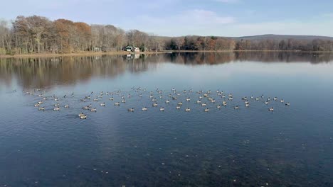 avión no tripulado dando vueltas lentamente bandada de gansos descansando en el lago en el otoño