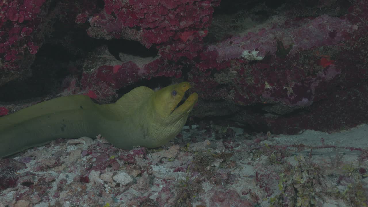 Green Moray Eel Emerging from Coral Reef in 4K 60 FPS