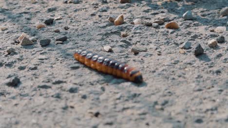 orange and black caterpillar walking across rough ground