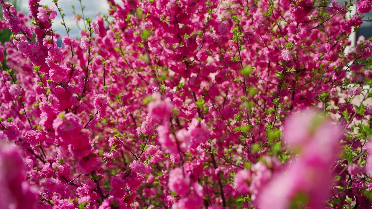 розовые вишневые цветы