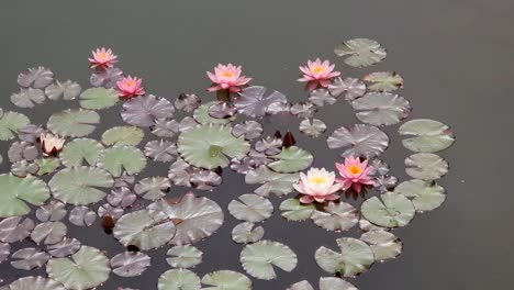 Seerose--Pflanze-Auf-Der-Wasseroberfläche-Des-Teiches