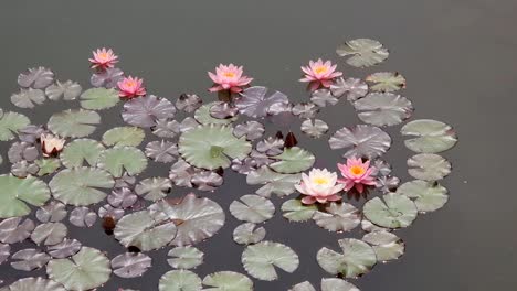 planta de nenúfar en la superficie del agua del estanque