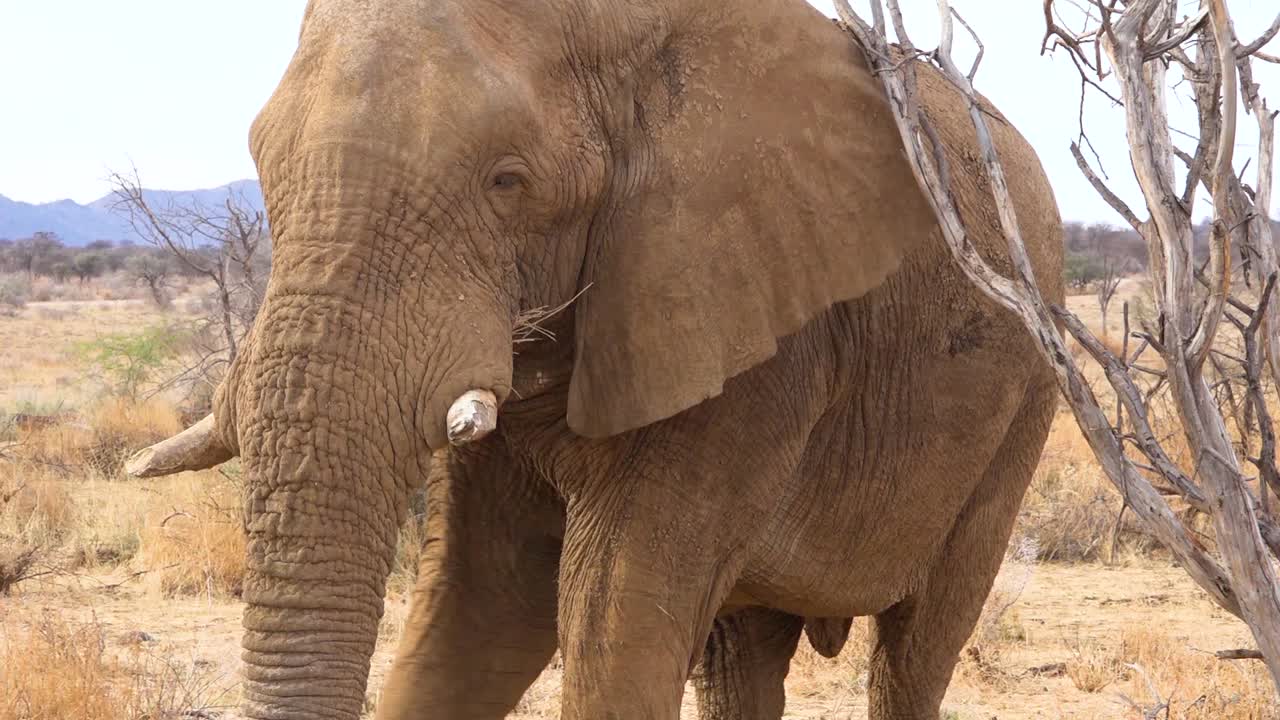 두 마리의 큰 아프리카 코끼리가 사바나에서 사파리 식사를 하고 나미비아에서 풀을 뜯고 있습니다.
