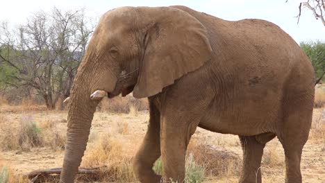 Two-large-African-elephants-walk-on-the-savannah-during-a-safari-eating-and-grazing-on-foliage-Namibia