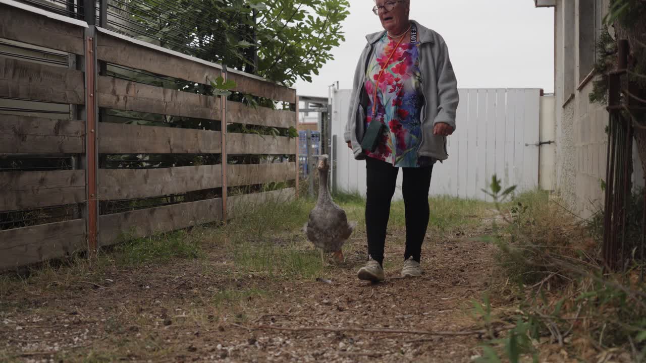 Grey goose accompanies a woman farmer at ranch as they walk in slow motion