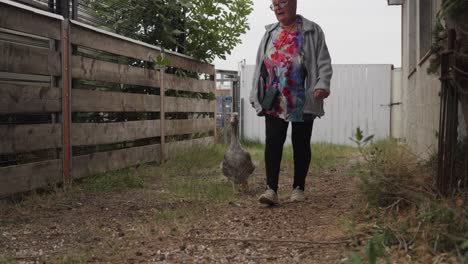 grey goose accompanies a woman farmer at ranch as they walk in slow motion