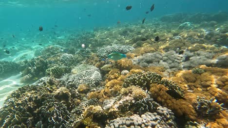 Colourful-turquoise-blue-and-green-parrotfish-wrasse-swimming-over-beautiful-coral-reef-marine-ecosystem-in-crystal-clear-ocean-of-Flores-Island,-Indonesia