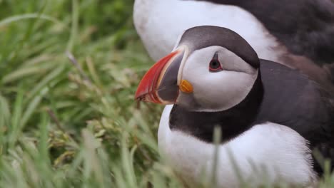 Schöne-Nahaufnahme-Eines-Niedlichen-Papageientauchers-In-Den-Westfjorden-Islands,-Der-Seinen-Kopf-Schüttelt