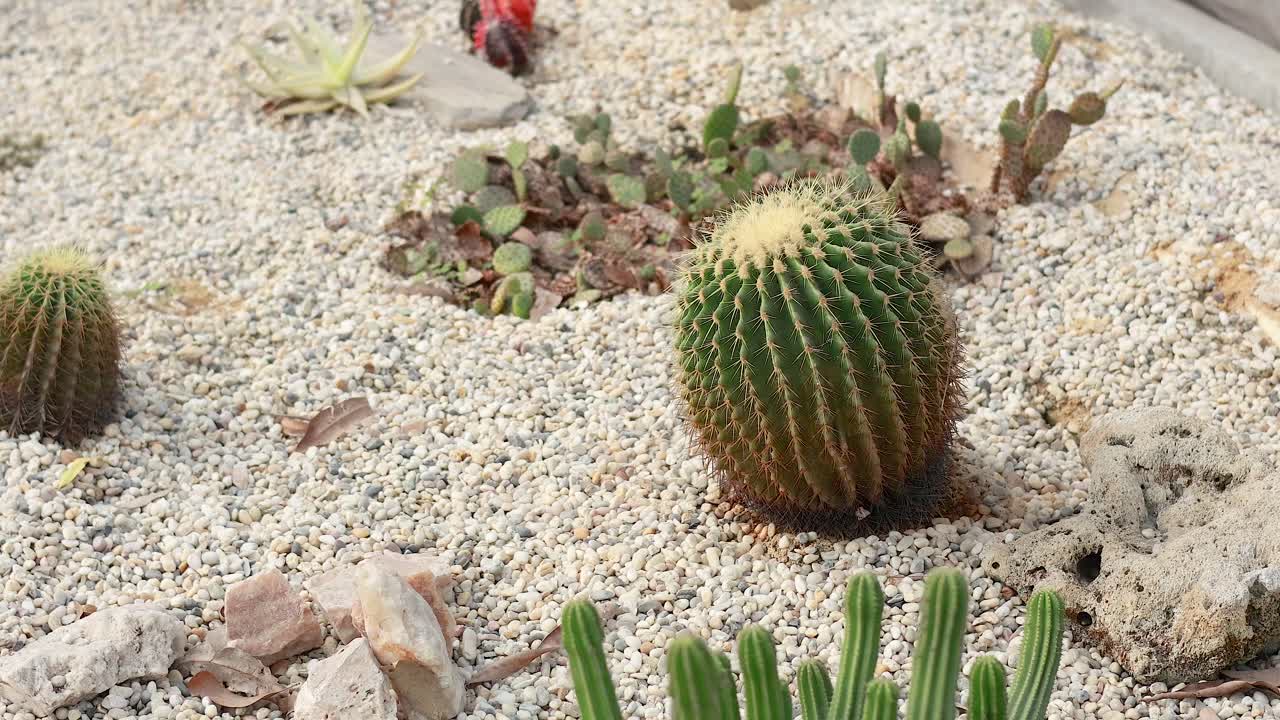 cactus y plantas en un jardín de arena