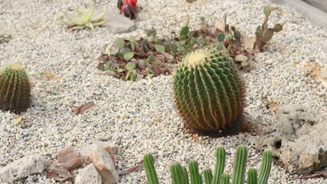 cacti and plants in a sandy garden