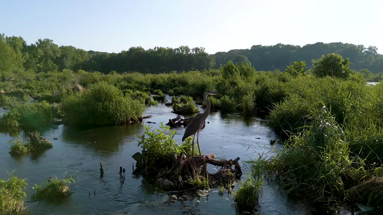 Aerial fly up to great blue heron in wetland habitat, Hoover Reservoir, Ohio