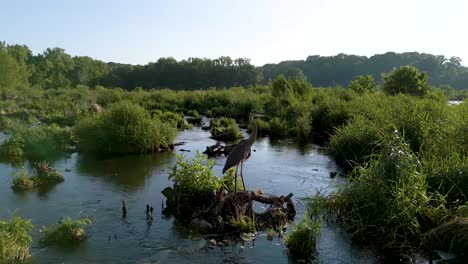 Aerial-fly-up-to-great-blue-heron-in-wetland-habitat,-Hoover-Reservoir,-Ohio