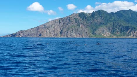 whale watching a pod of pilot whales expelling jets of air from blow hole swimming and surfacing near rugged tropical atauro island, in biodiverse ocean waters of timor leste, southeast asia