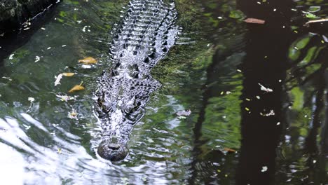 crocodile moving stealthily in a murky pond