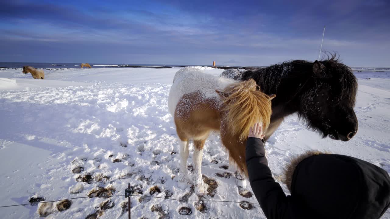 아이슬란드의 경치, 자연, 겨울, 눈, 포니, 말, 아이들, 애완동물