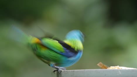 green-headed tanager eating fruit, bird in atlantic rain forest, close up