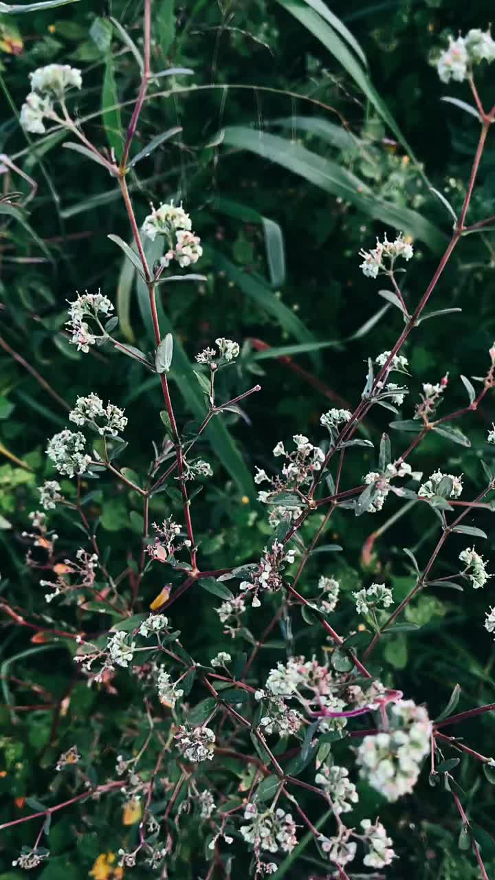 primer plano de delicadas flores blancas y vegetación