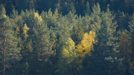 Aerial-view-of-the-mixed-morning-forest