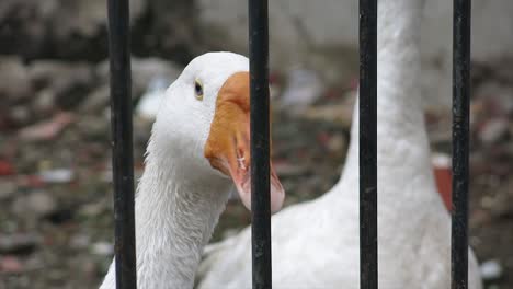 Nahaufnahme-Des-Kopfes-Einer-Weiblichen-Gans-In-Ihrem-Käfig