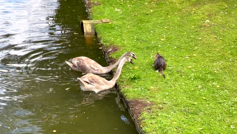 cisnes enojados en la orilla del río gritando y luchando contra el castor nutria tranquilo en el campo de hierba - disparo a cámara lenta
