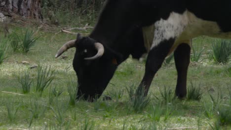 a cow grazing