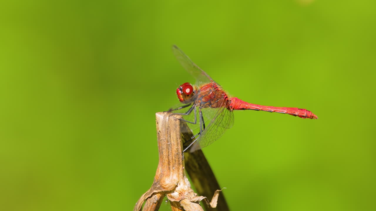 la libélula escarlata (crocothemis erythraea) es una especie de libélula de la familia libellulidae. sus nombres comunes incluyen escarlata ancha, darter escarlata común.