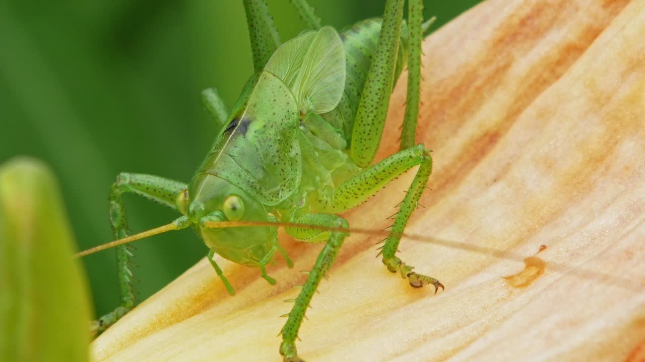 Primo piano di una cavalletta verde su un petalo di fiore all'aperto