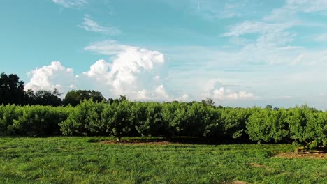 low aerial flying toward fruit orchard during beautiful blue sky in summer