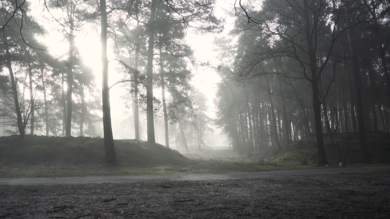 안개 숲을 고 있는 남자