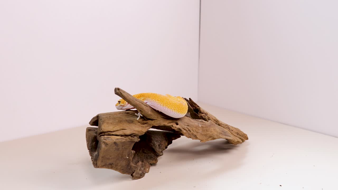 A yellow leopard gecko moves across a wooden perch under bright studio lighting, showcasing its natural behavior
