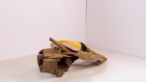 a yellow leopard gecko moves across a wooden perch under bright studio lighting, showcasing its natural behavior