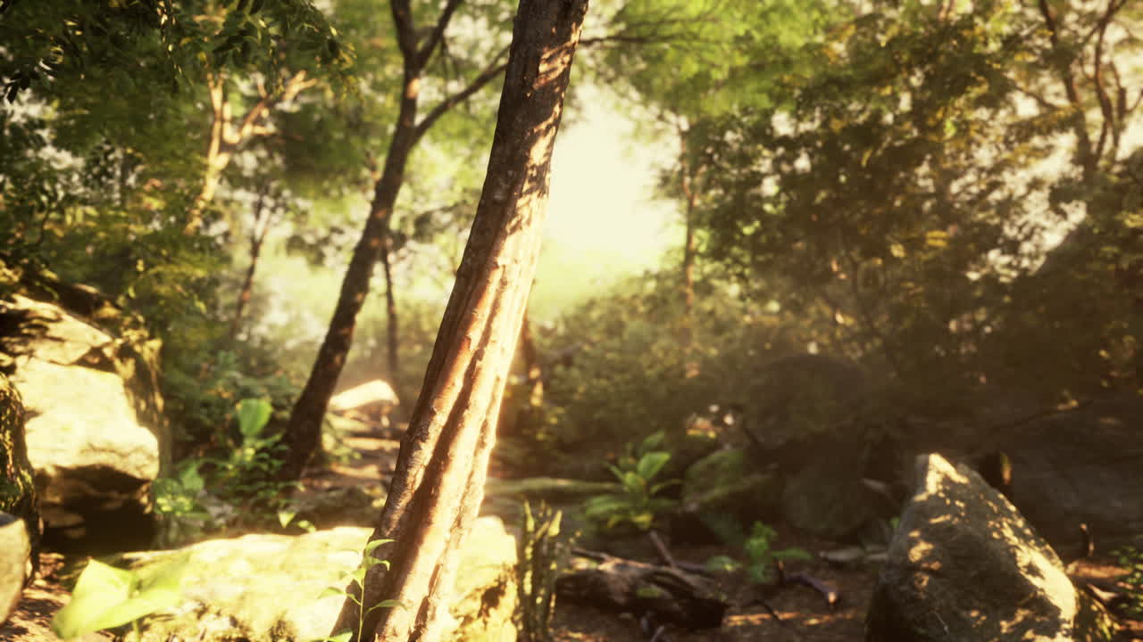 ⁇ 빛이 푸른 숲을 통해 빛납니다.