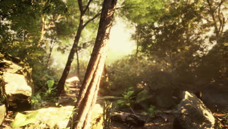 sunbeam shine through the green forest
