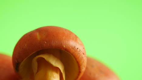 mushroom amanita caesarea  green screen slow tilt natural 4k