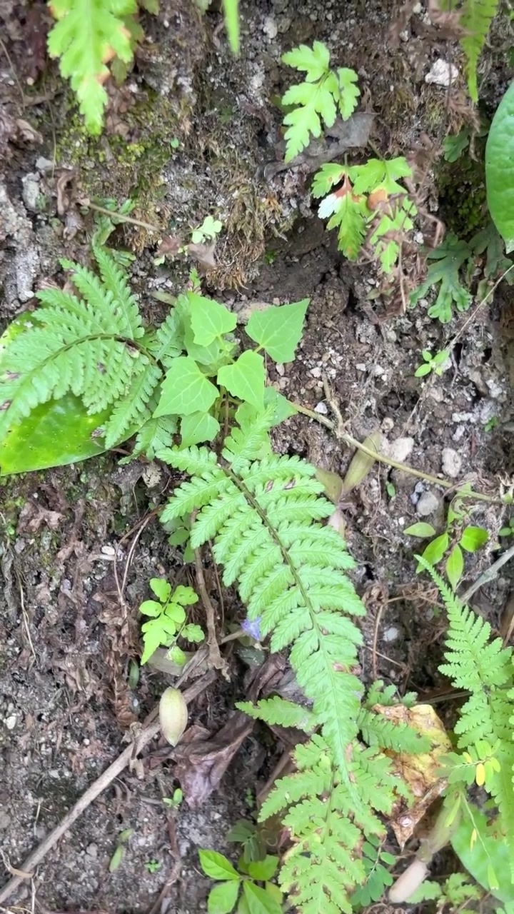 Pequenas Samambaias e Plantas Verdes Crescendo no Chão da Floresta