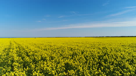 vast rapeseed field under a clear blue sky