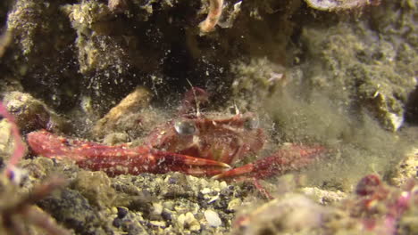 cangrejo de ojos acechados escondido en el fondo arenoso excavando, primer plano durante la noche