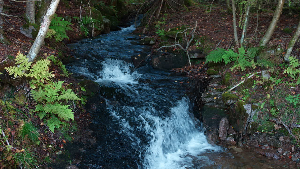 River running through the woods on a bright day with some leaves that has started to fall down signaling that autumns is on its way