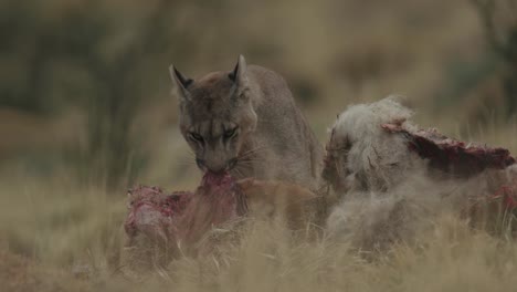 puma destrozando matar tras cazar