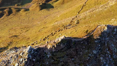 Herd-of-white-and-brown-sheep-grazing-in-bright-summer-day-in-Tyrol