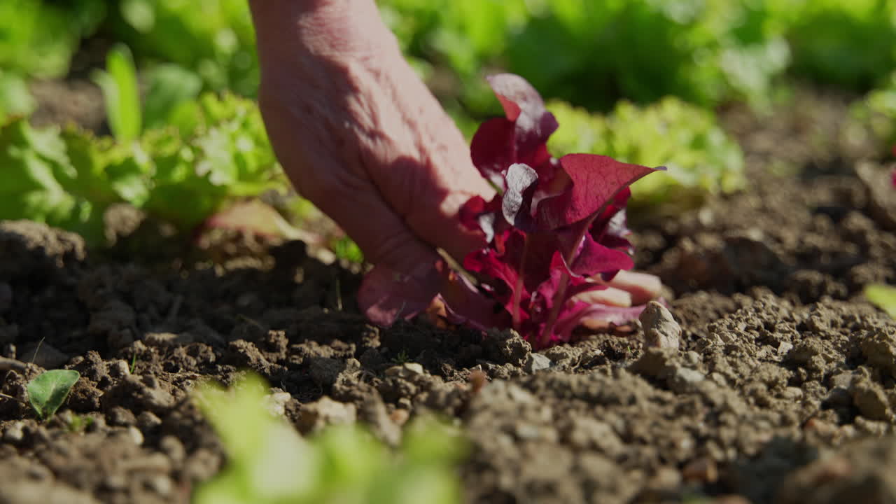 Close-up of a hand doing garden work.