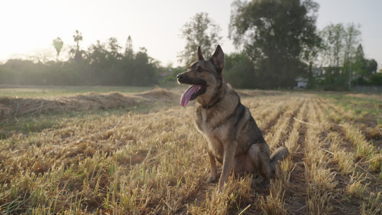 Backlit Lupo Italiano Sitting and Panting